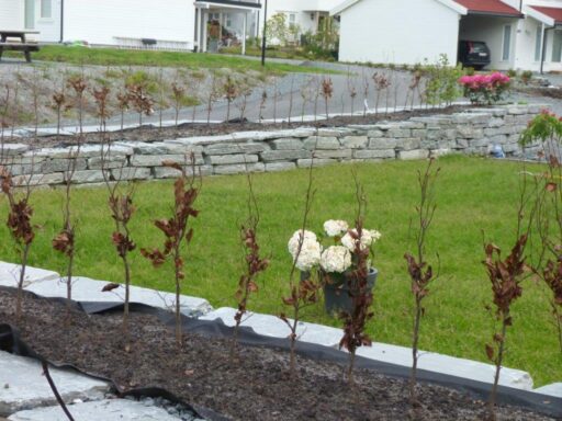 Natursteinsmur og ny beplantning i en hage
